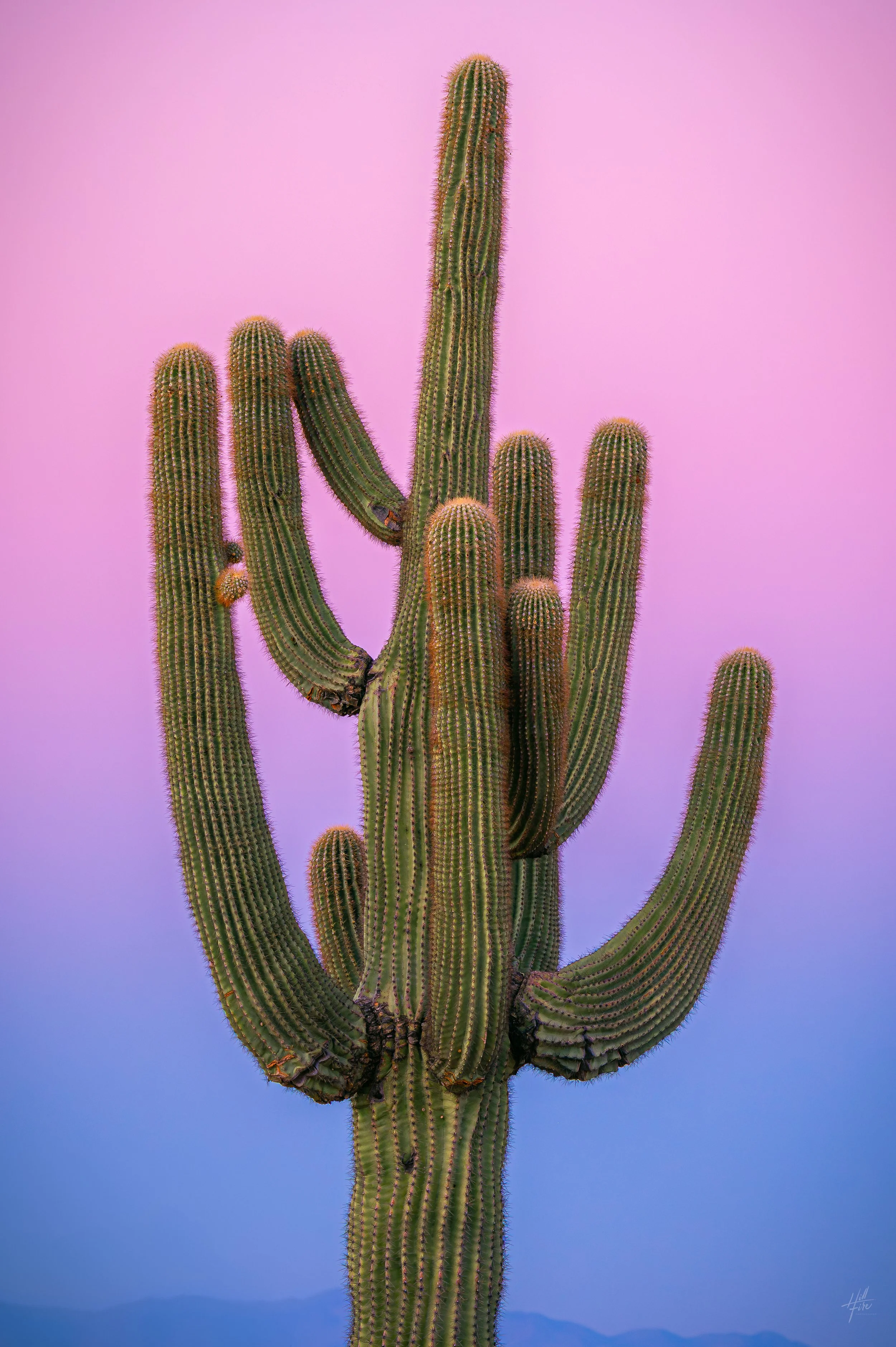 Saguaro Cotton Candy