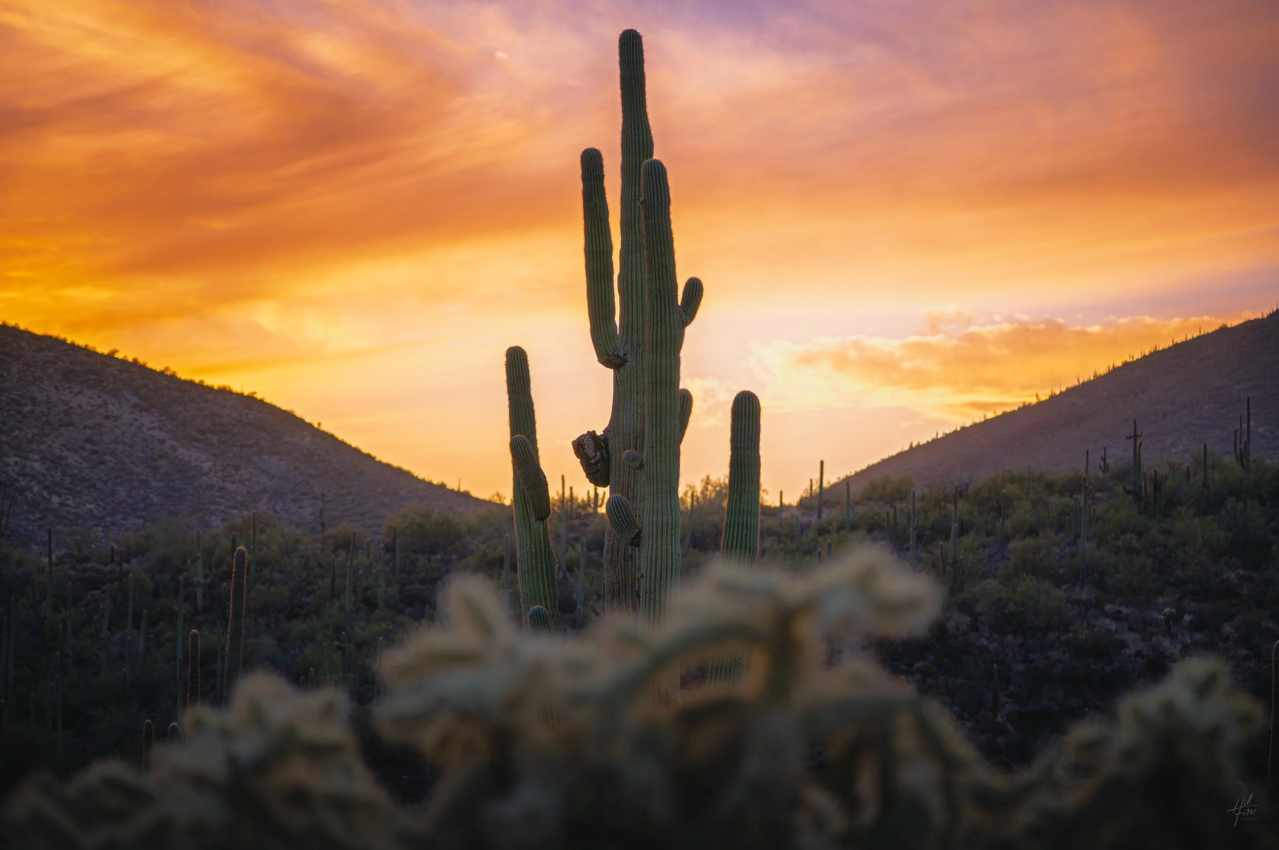 Sonoran Sunset Glow