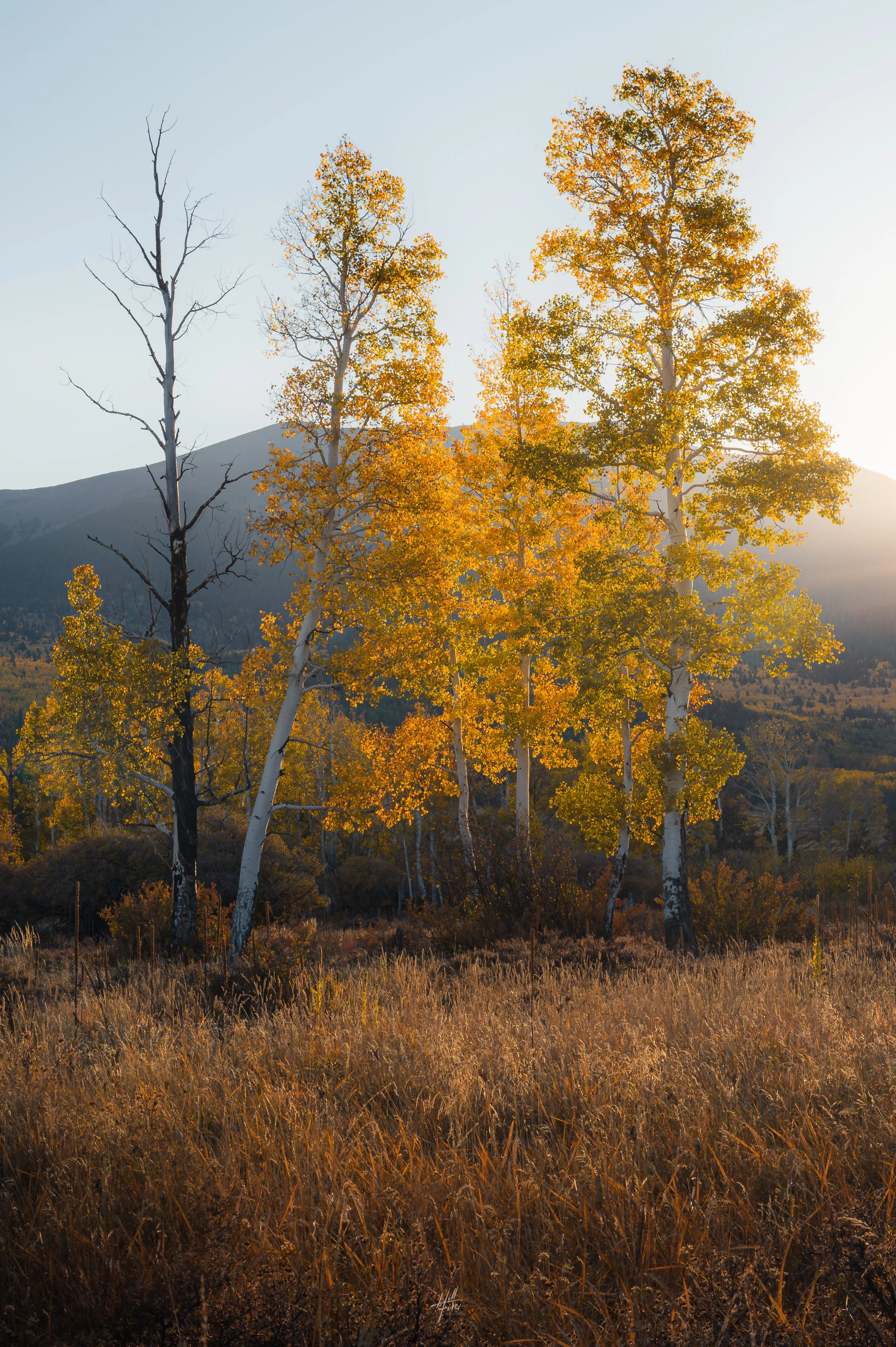 Autumn Morning Light
