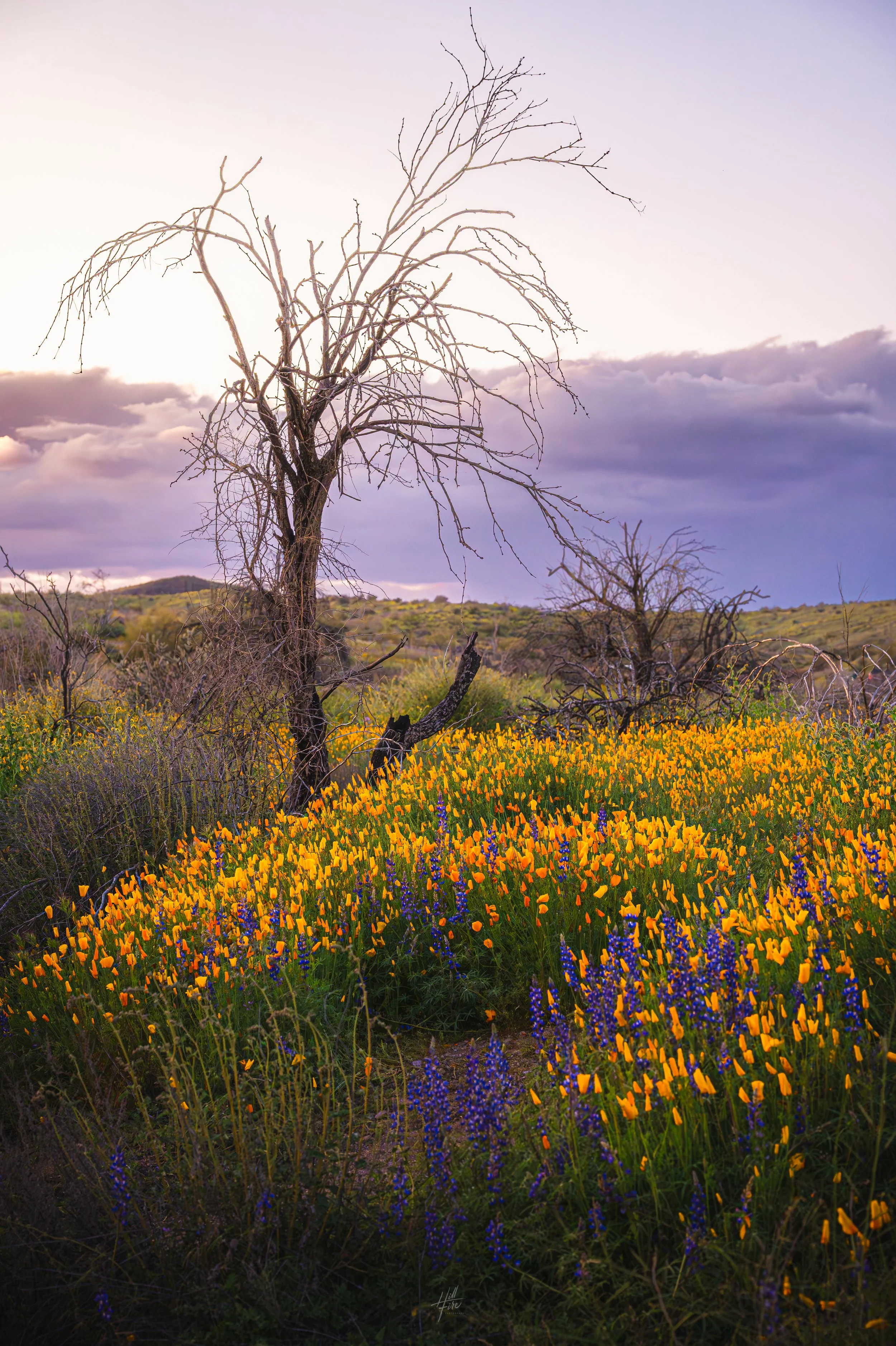 Dead Tree Wildflowers