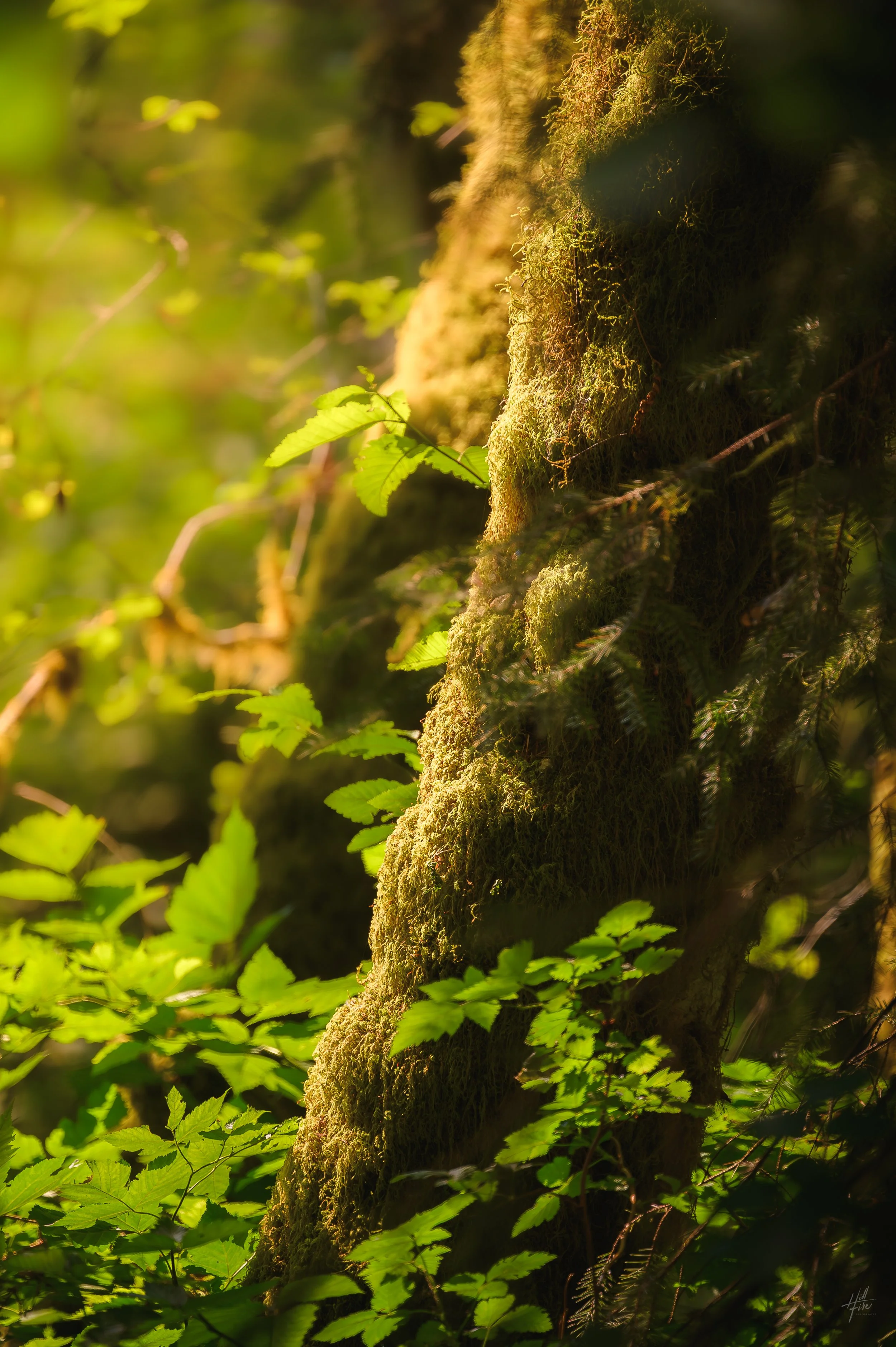 Hoh Rainforest Light