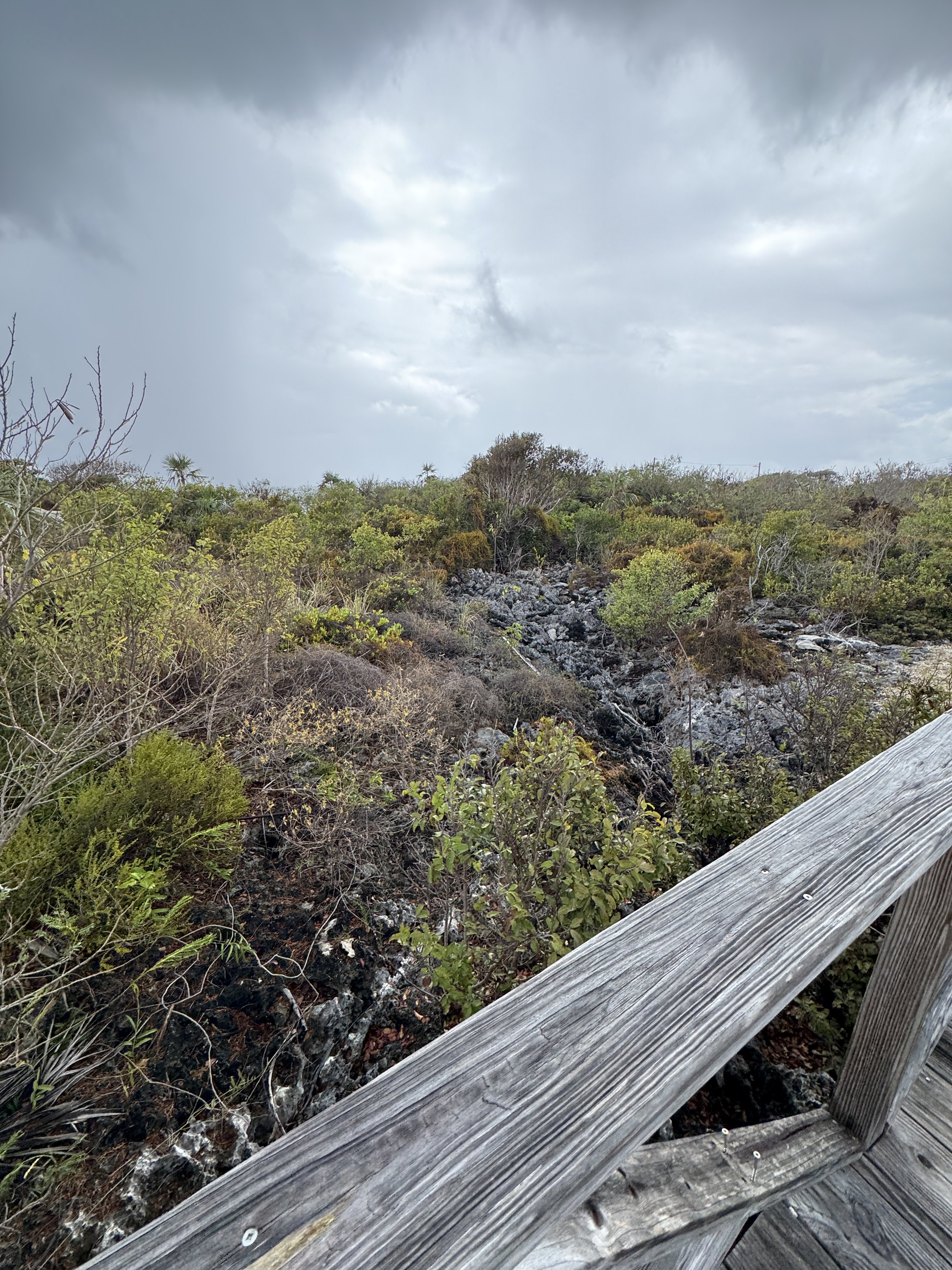 0703D468-AB9A-4955-A935-D352B8F4D35D.jpeg