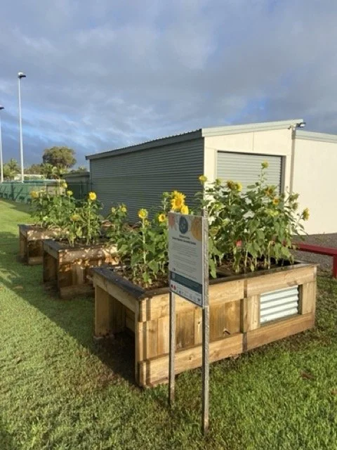 aCCESSIBLE GARDEN SUNFLOWERS Medium.jpeg