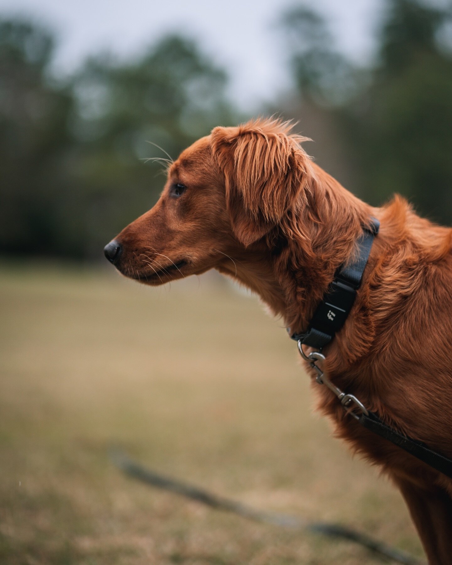 It&rsquo;s been a while since we&rsquo;ve talked!

We&rsquo;ve been doing a lot behind the scenes at EK9S. With the new year we&rsquo;ve rolled out some new programs and policies.

One being that we now use @fi.dogs GPS tracking collars in our progra