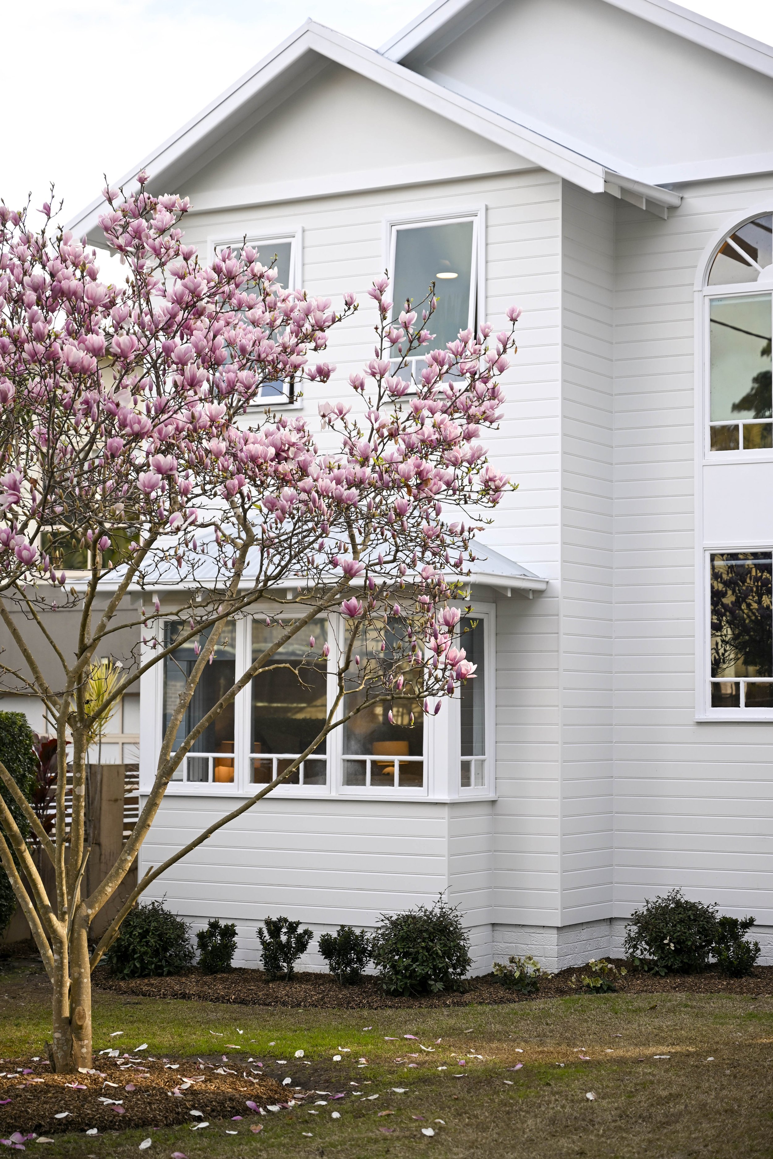 A freshly painted white exterior, fresh green lawn and a feature magnolia tree in bloom in the foreground.