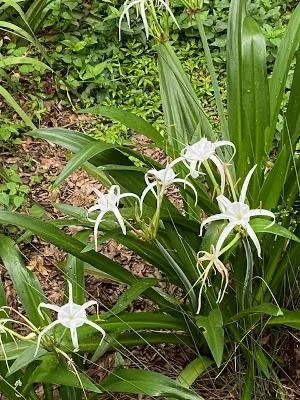 Beach Spider Lily