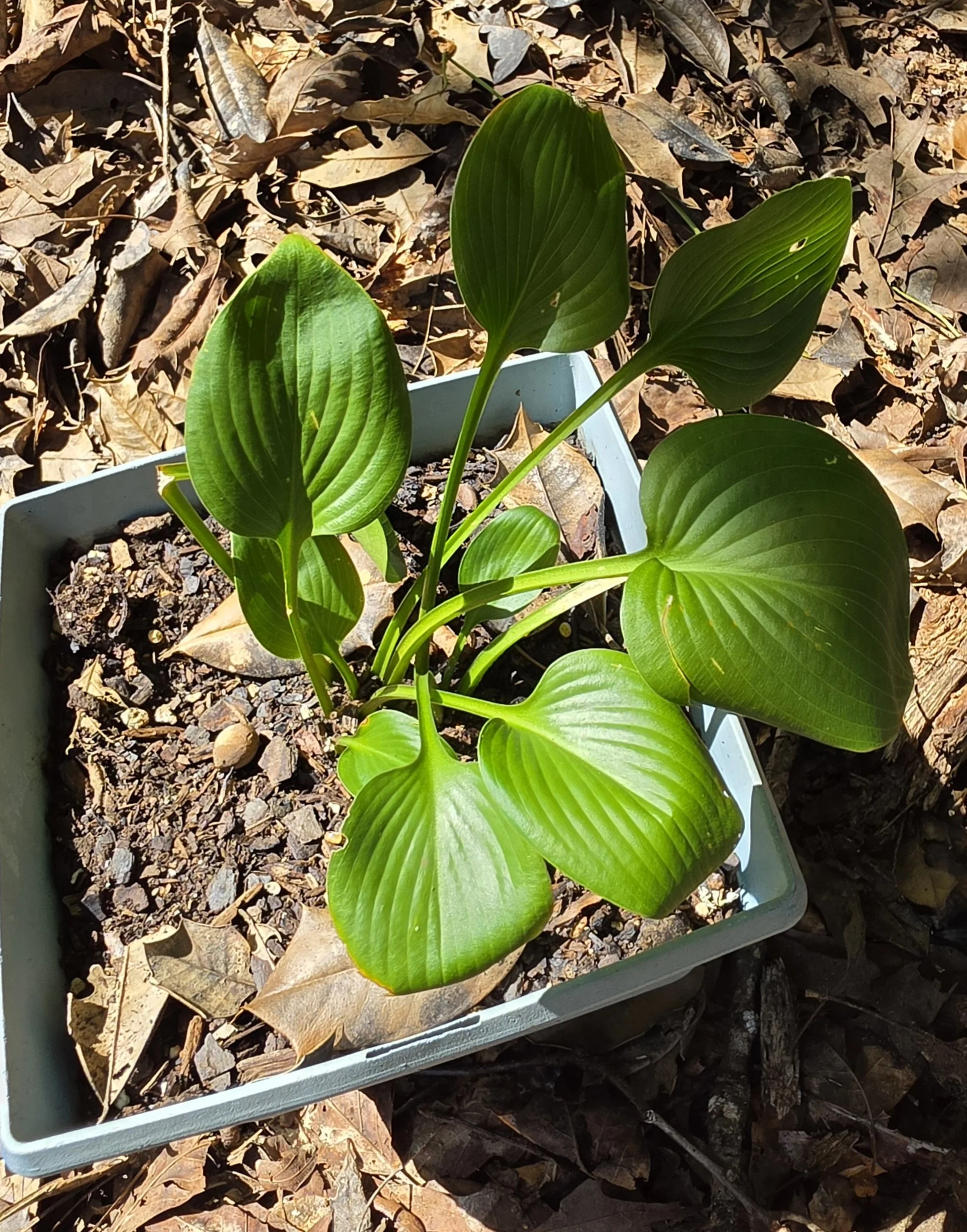 hosta sikes.jpg