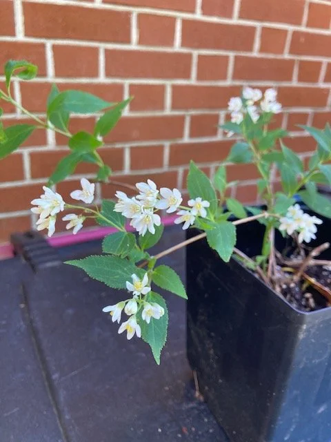 Deutzia Chardonnay Pearls 2.JPG
