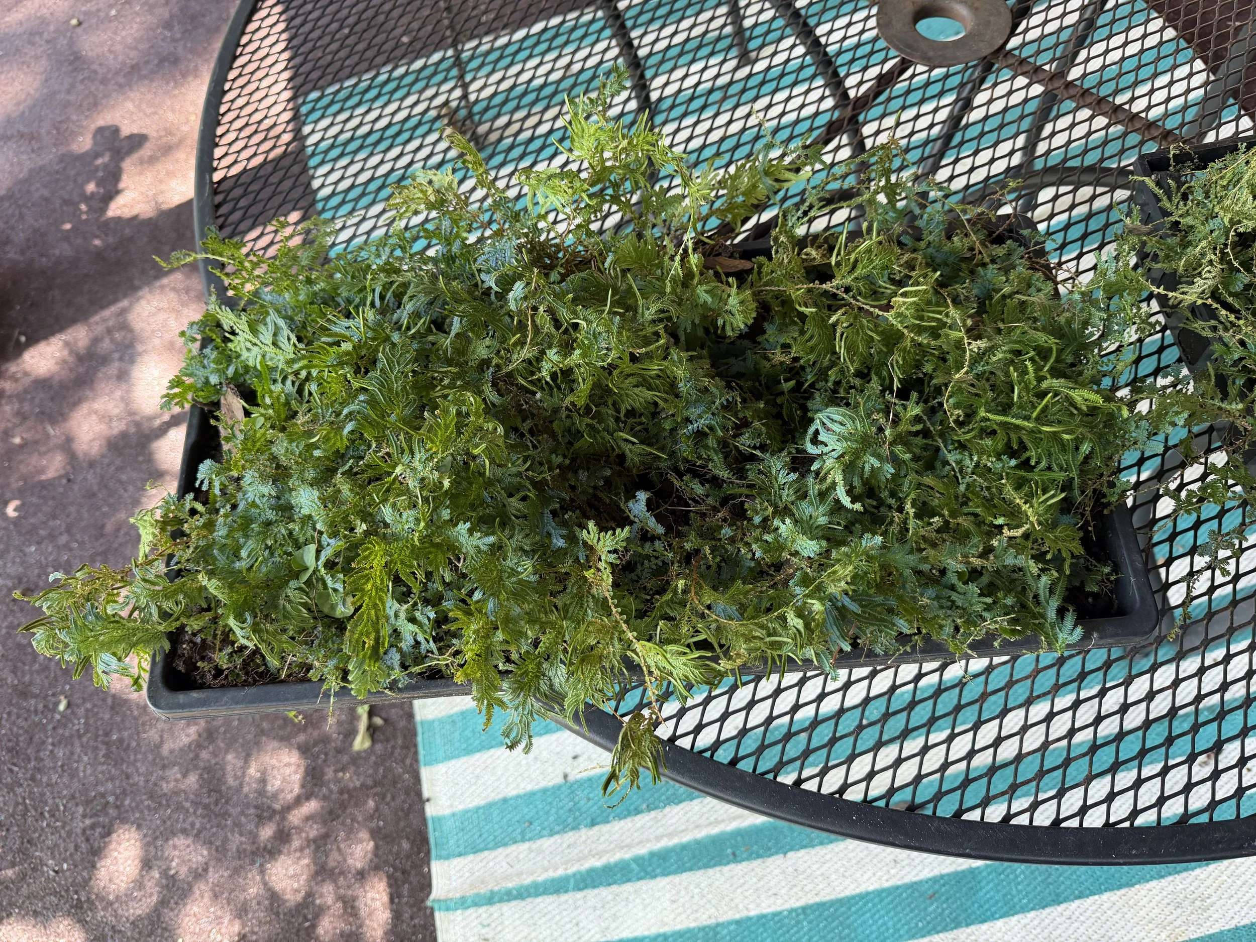 Selaginella, flat.jpeg
