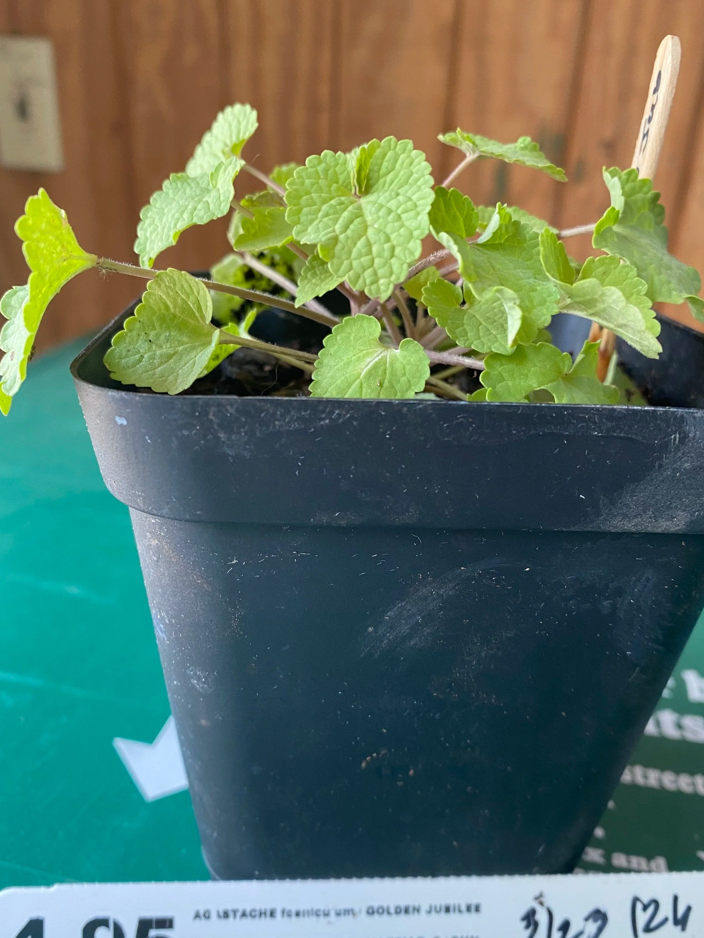 Golden Jubilee Agastache