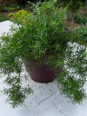 Asparagus Fern