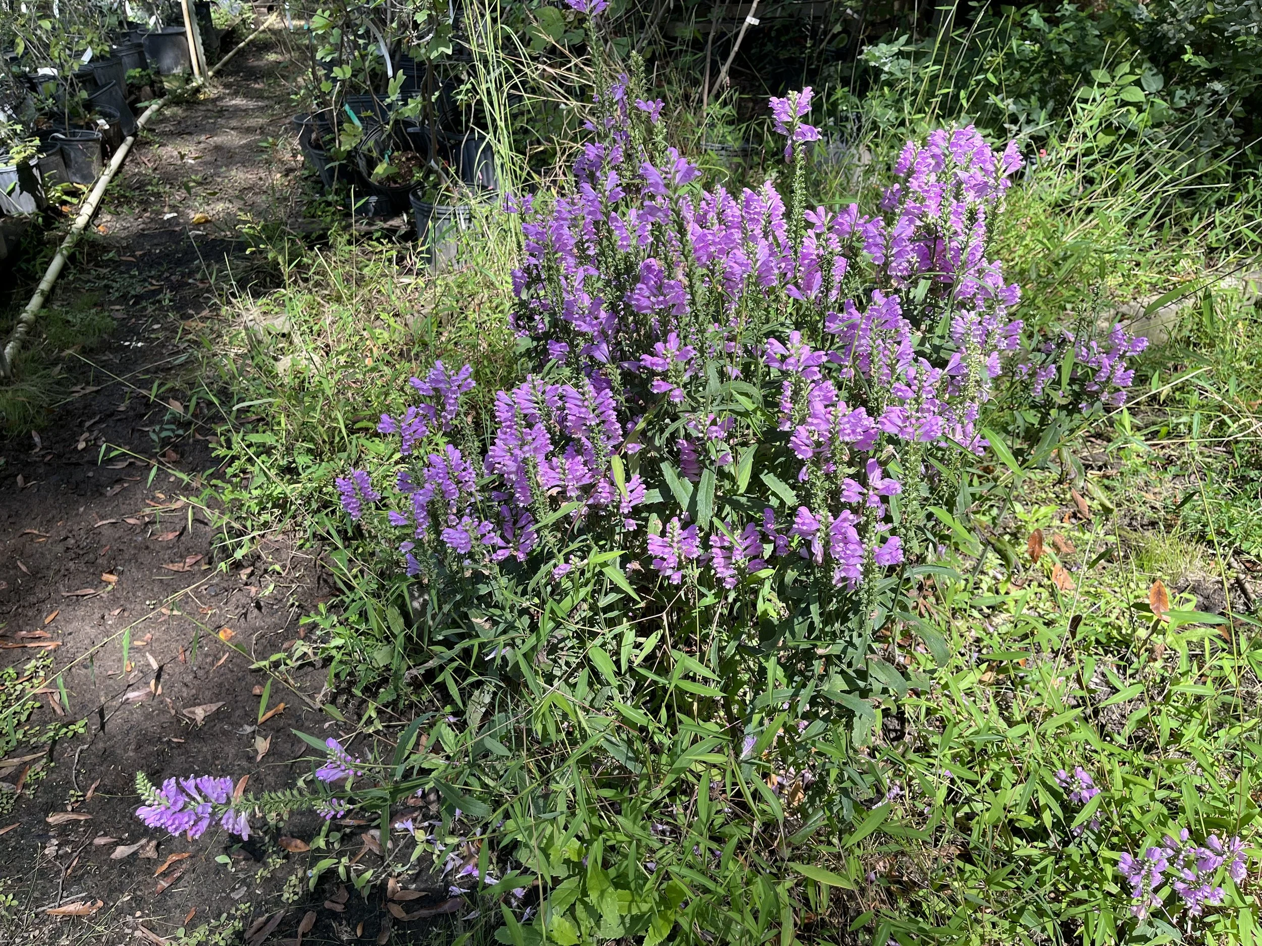 Obedient Plant, group.jpeg