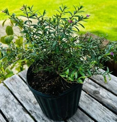 Mexican Heather