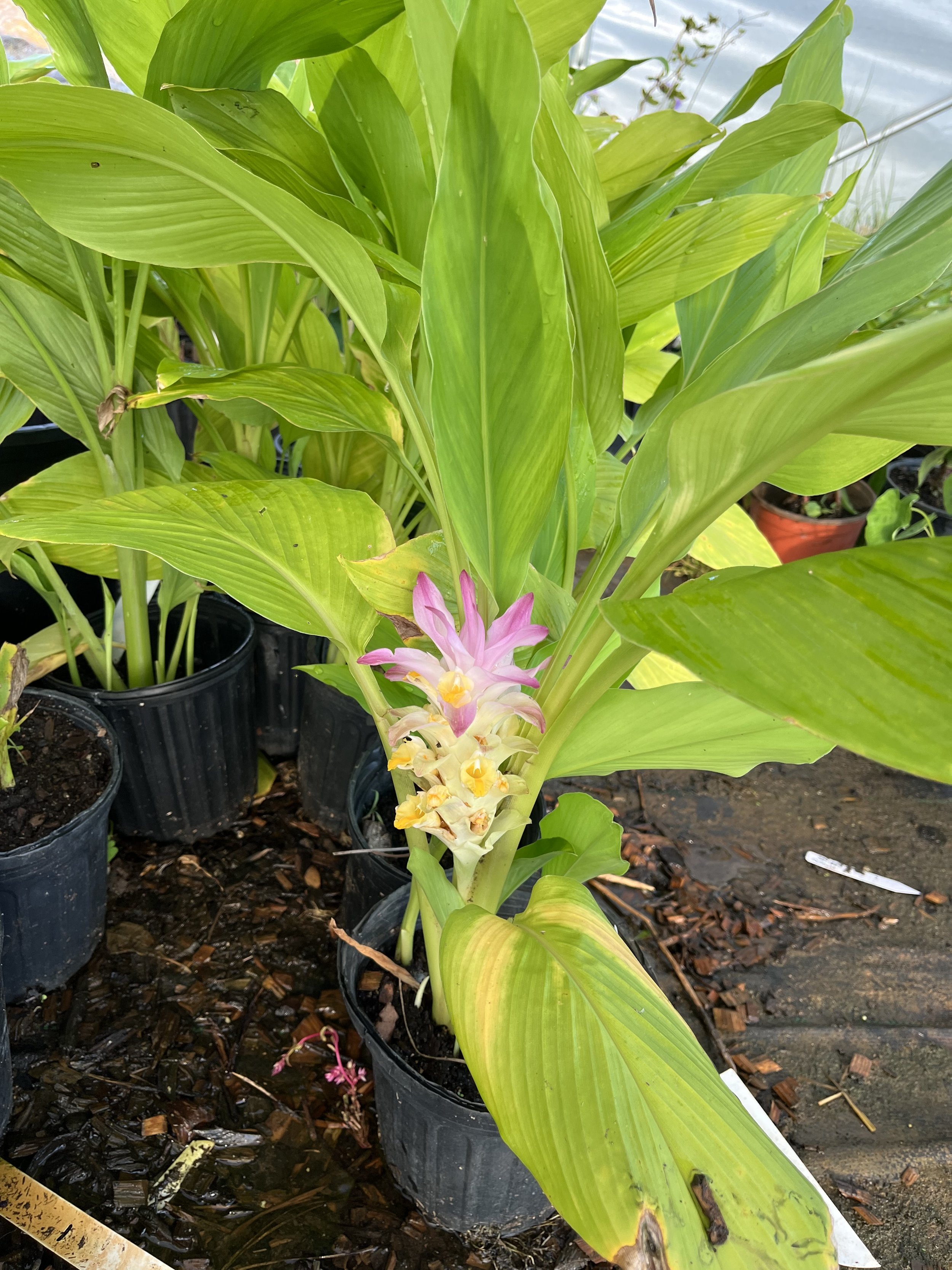 Ginger, Pink (2).jpeg