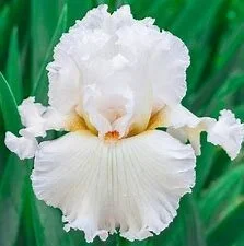 white+iris.jpg