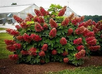 Ruby Slippers Hydrangea