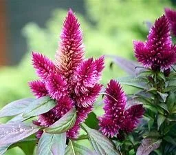 celosia.jpg