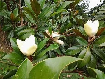 Magnolia