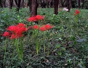lycoris, red spider lily.jpg