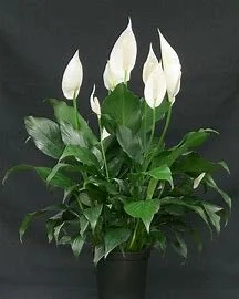 Peace Lily