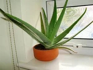 Aloe