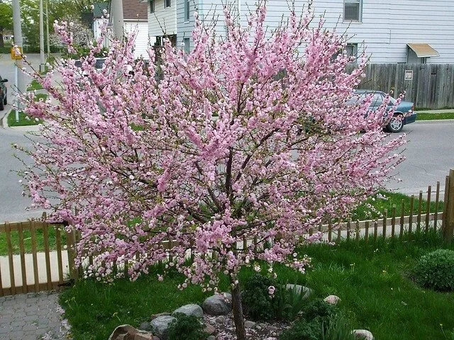 flowering-almond1.jpg
