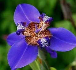 walking+iris.jpg