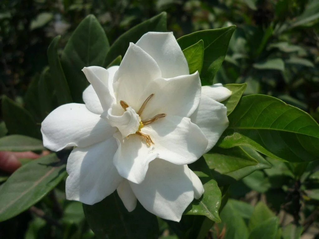 Gardenia