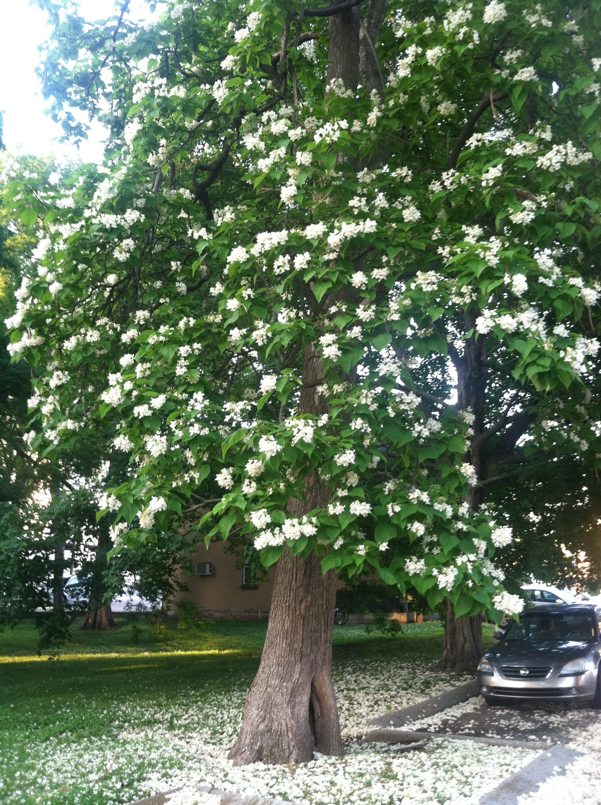catalpa.jpg