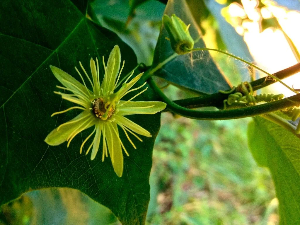 YellowPassionflower.jpg