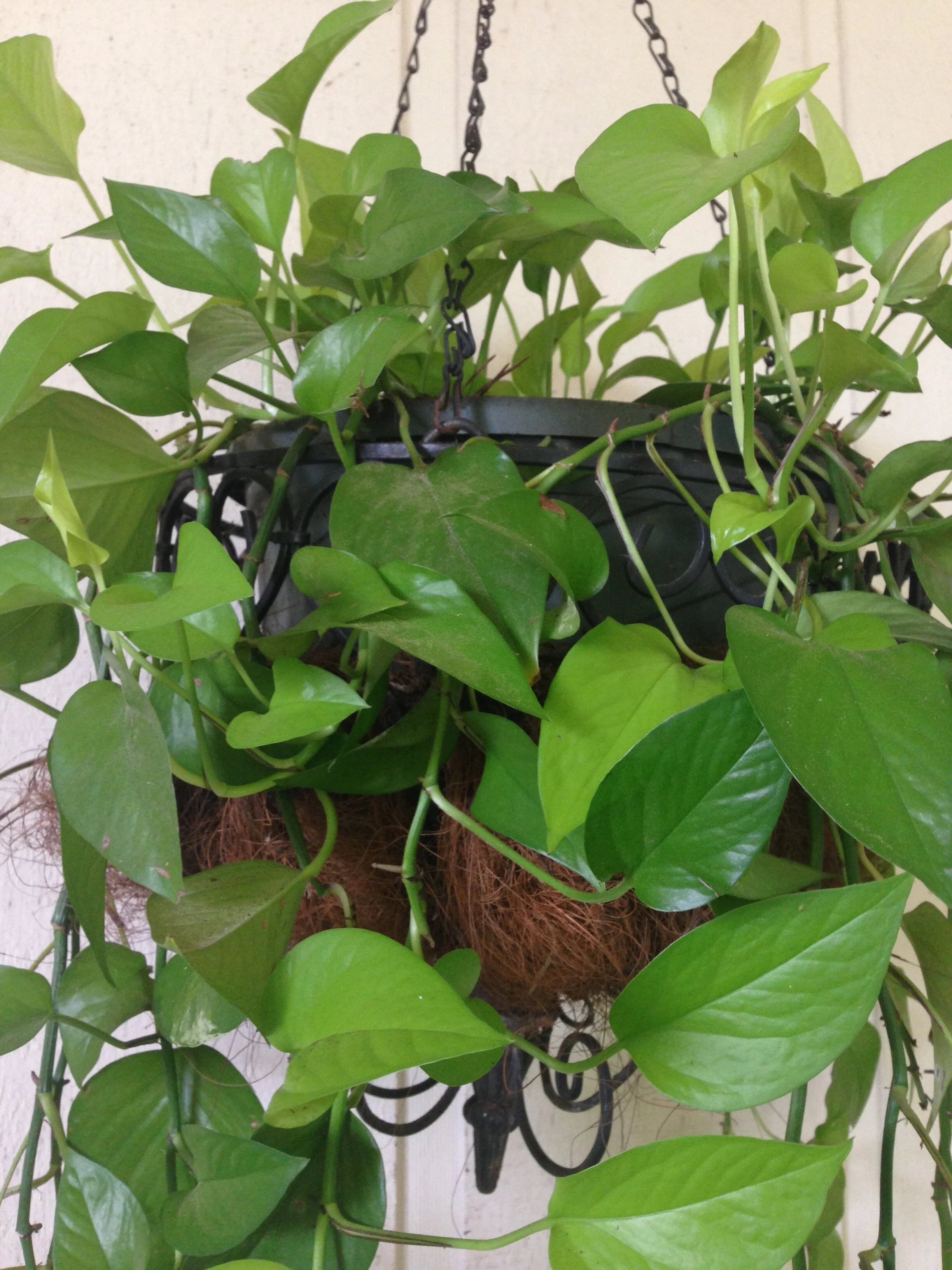 Pothos; Devil's Ivy