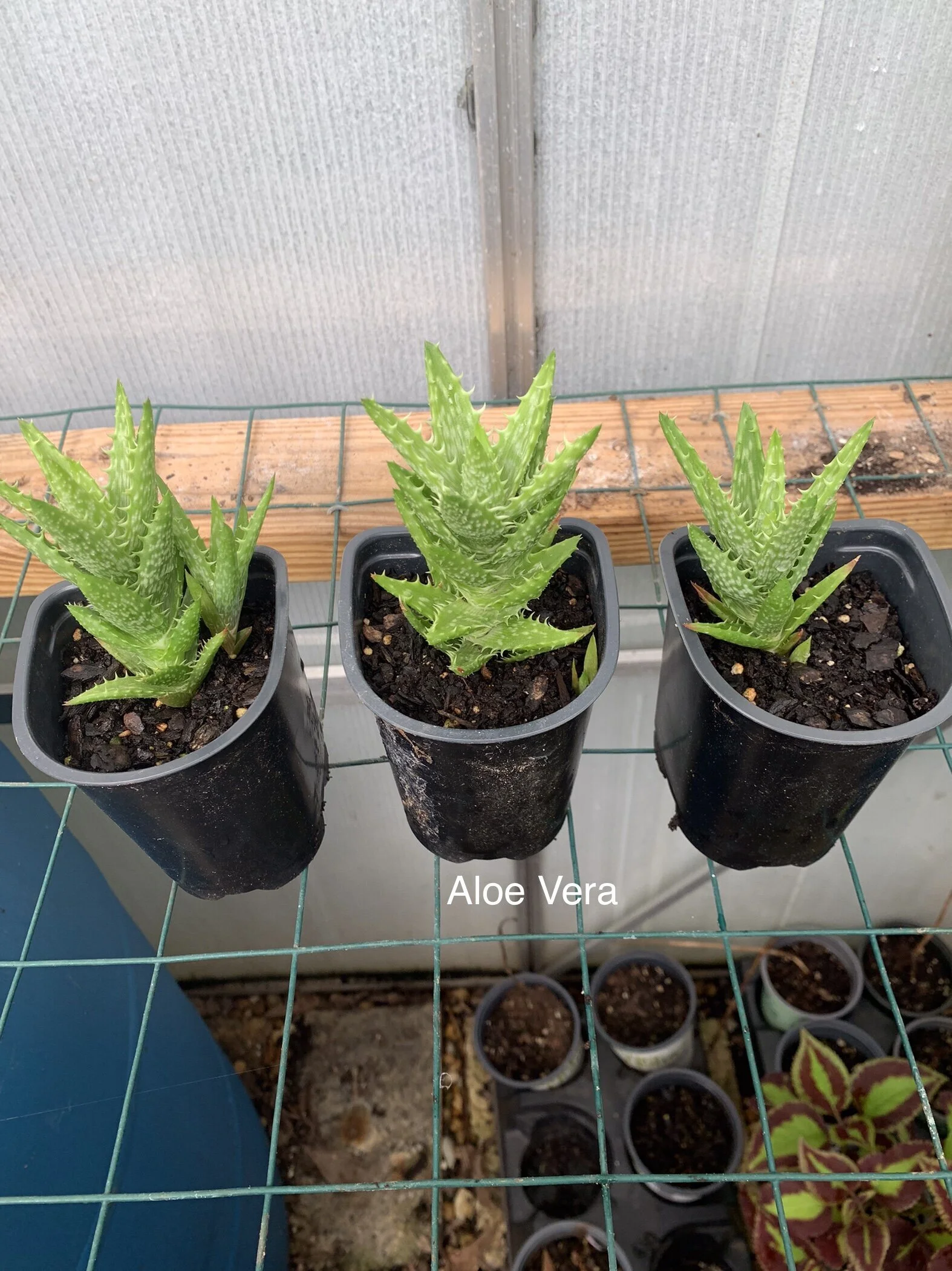 AloeVera.jpg