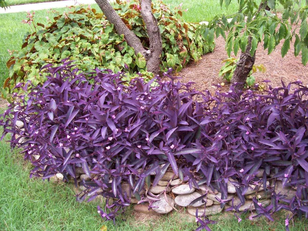 Tradescantia-pallida-Purpurea-Purple-Heart2.jpg