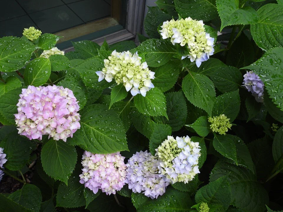 Hydrangea Pink Mophead