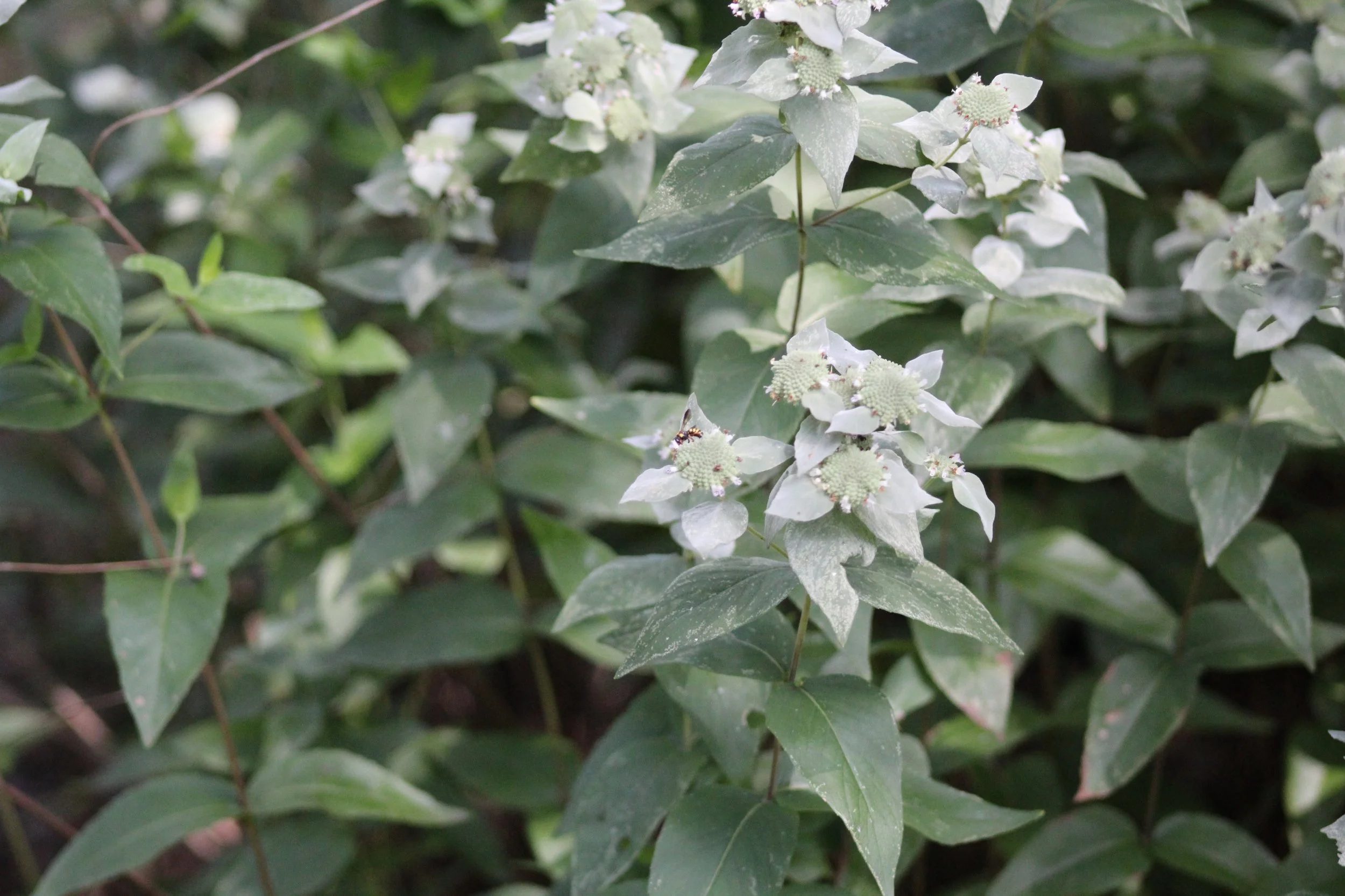Mountain Mint