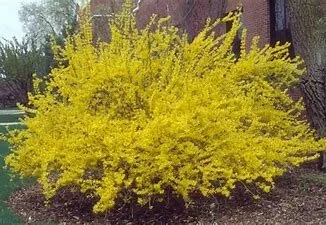 forsythia.jpg