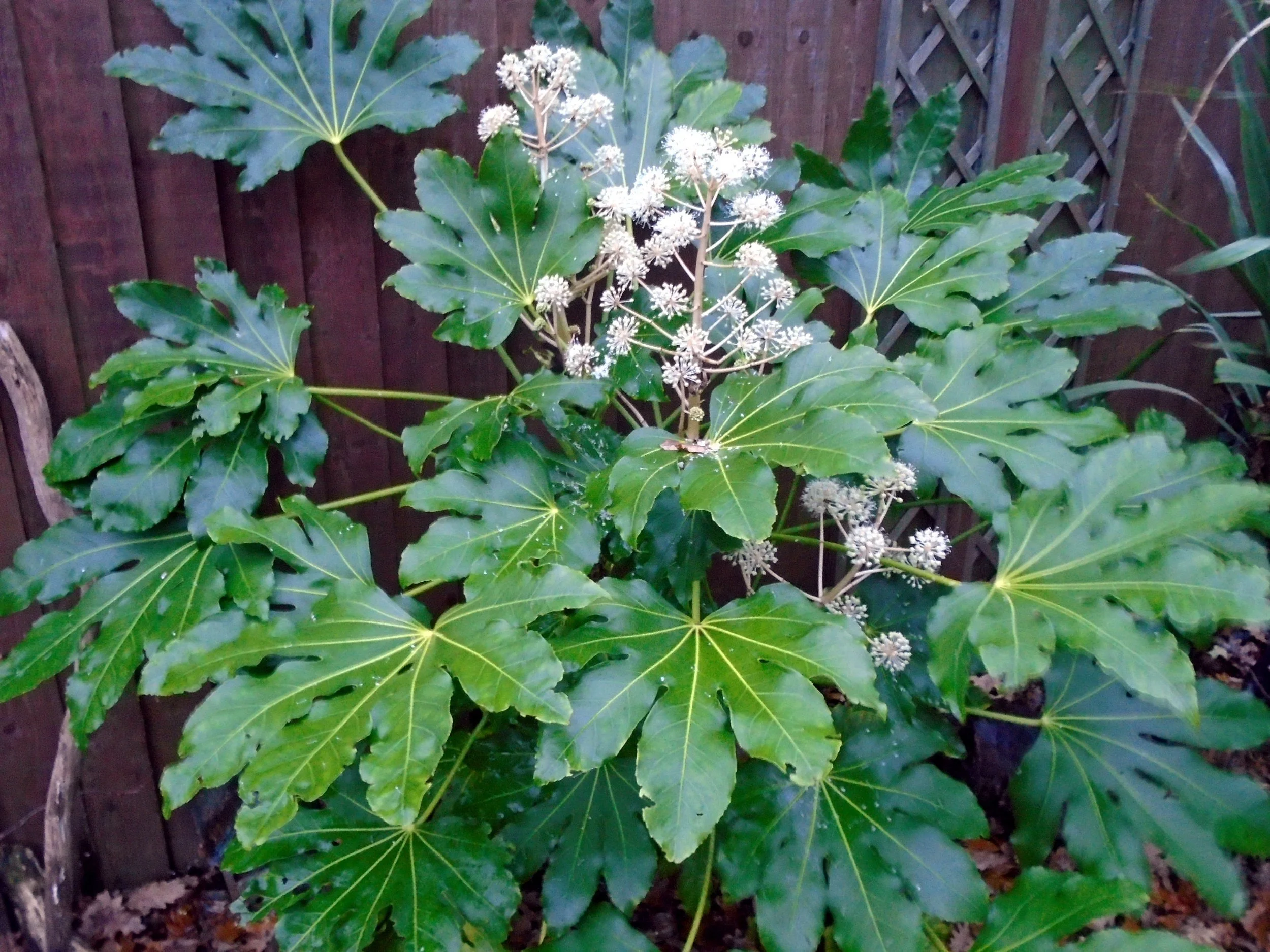 Japanese Aralia