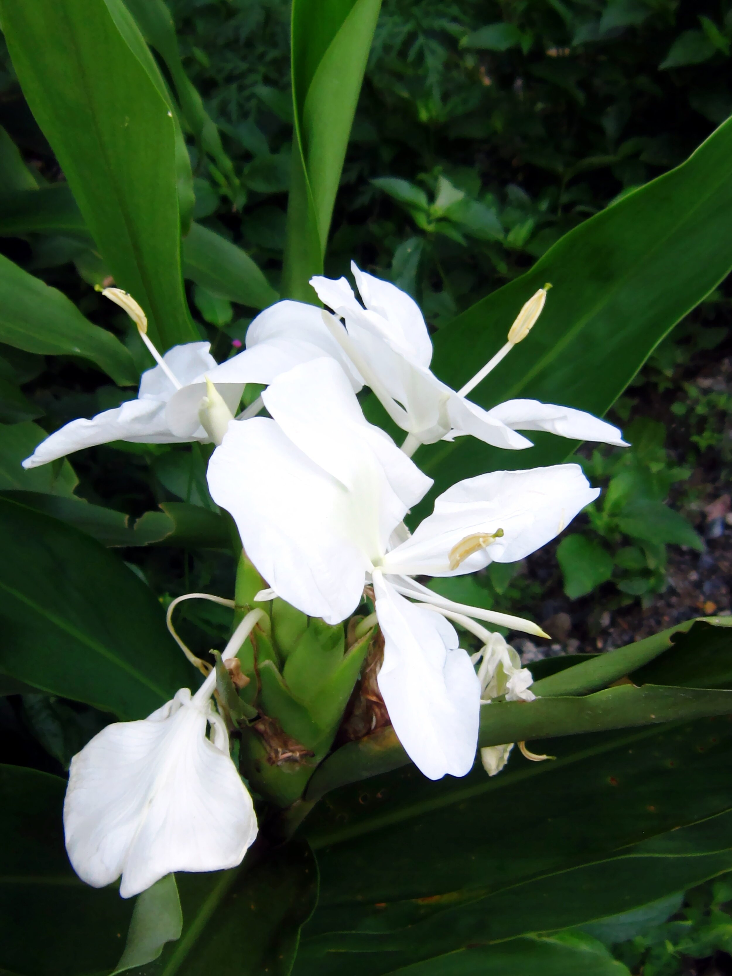 Ginger Lily