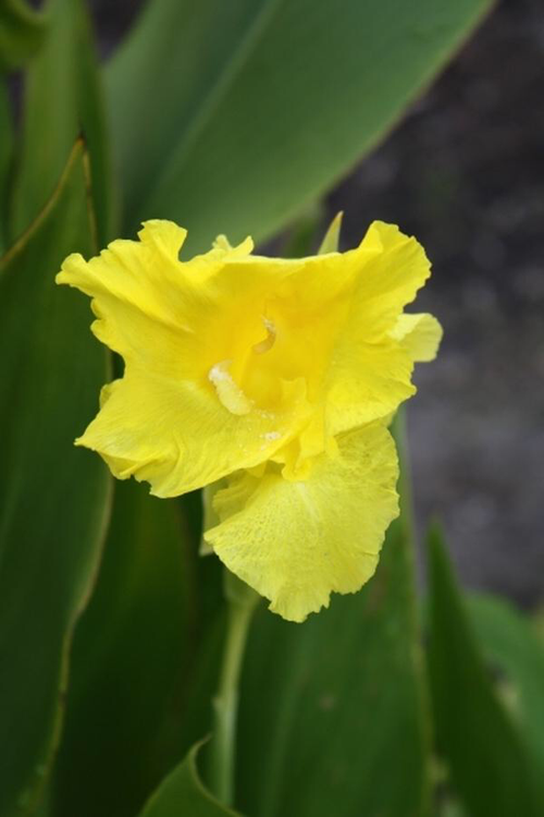Canna, Yellow
