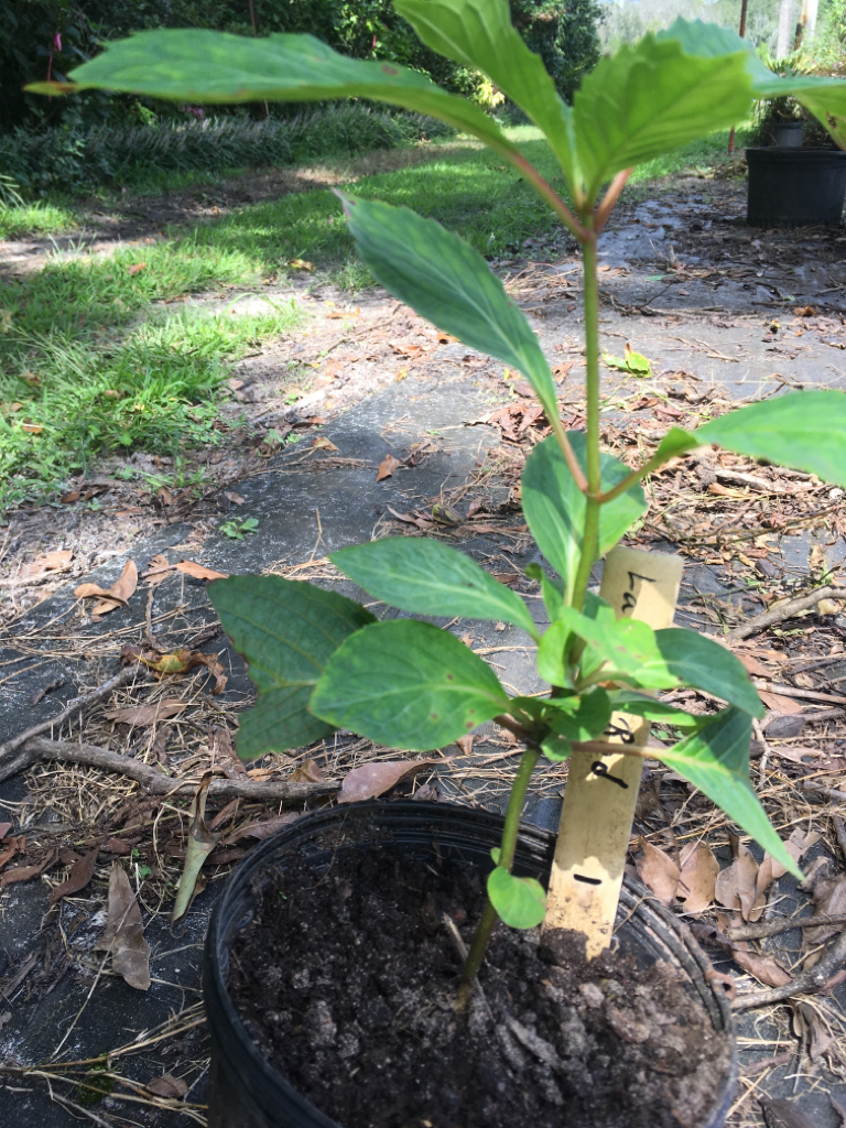 Hydrangea 'Lady in Red'
