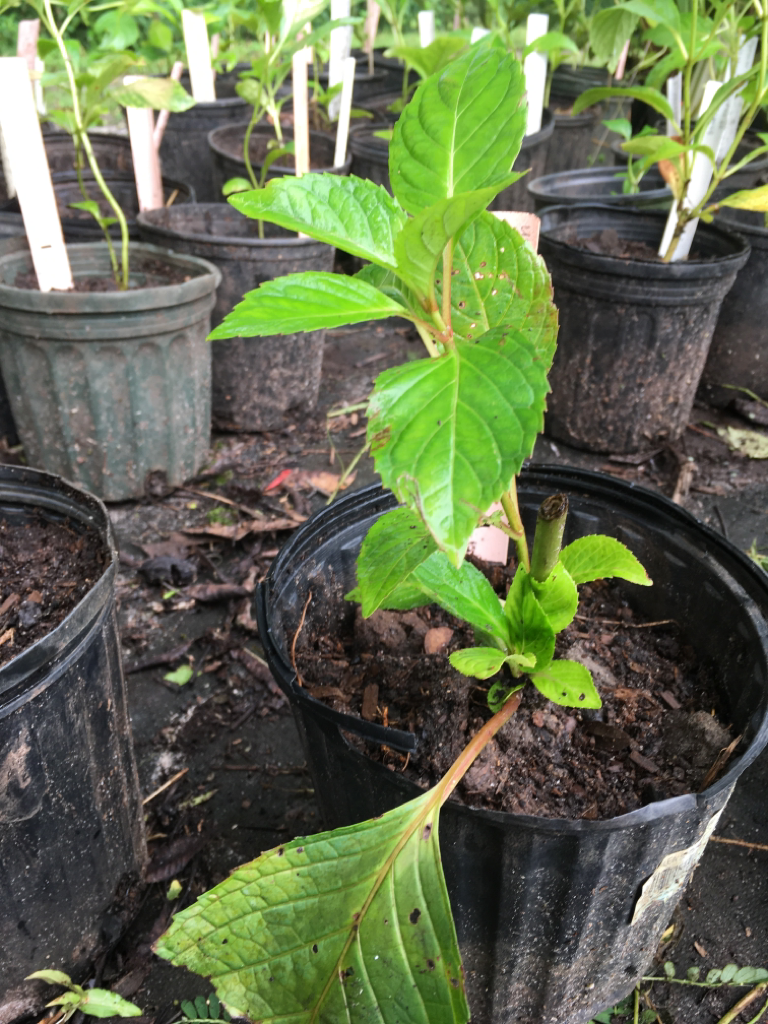 Hydrangea 'Miss Pearl'
