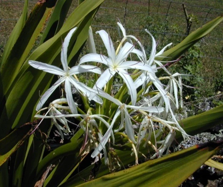 Crinum, Giant