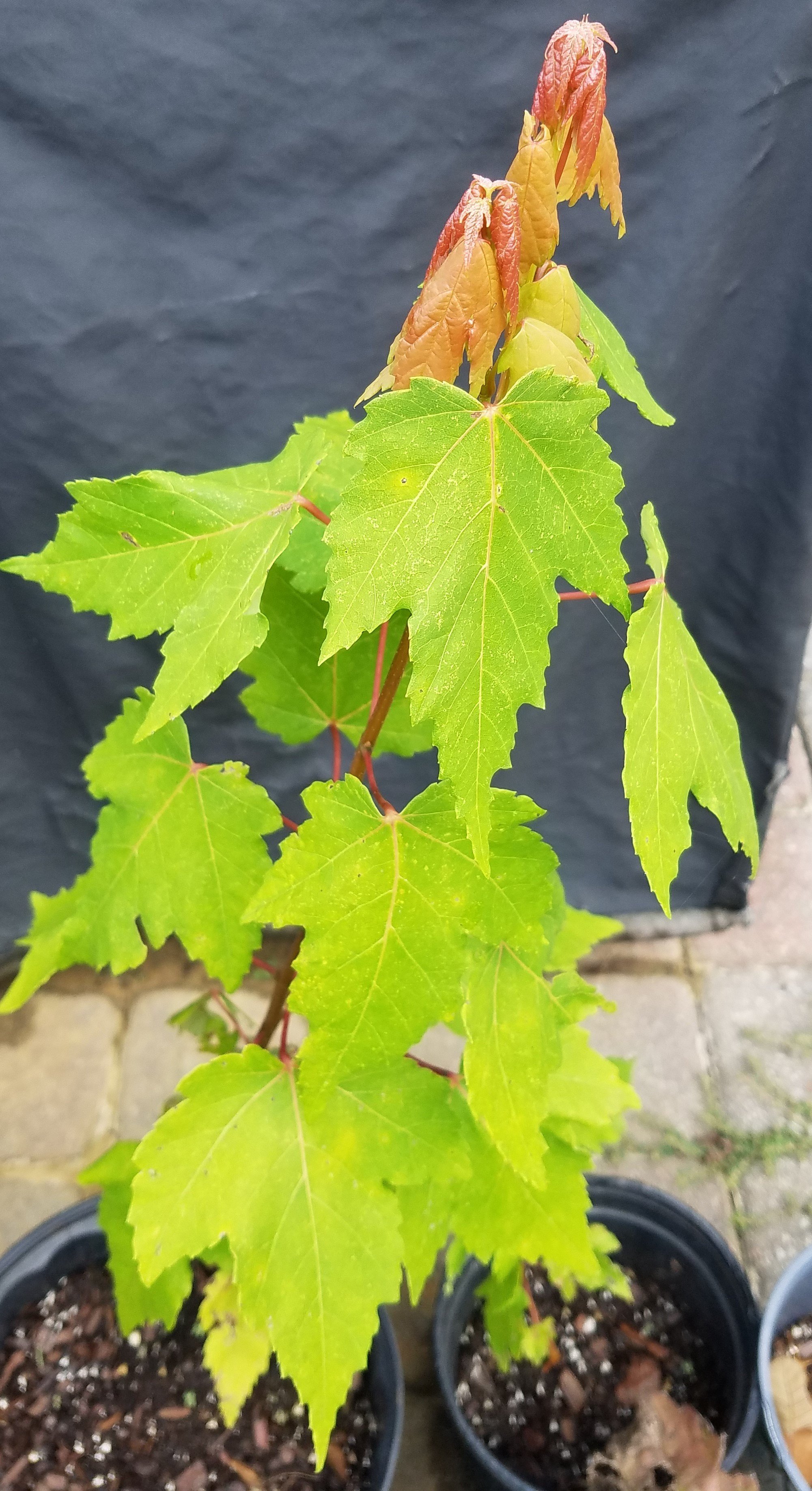 Silver+maple.jpg