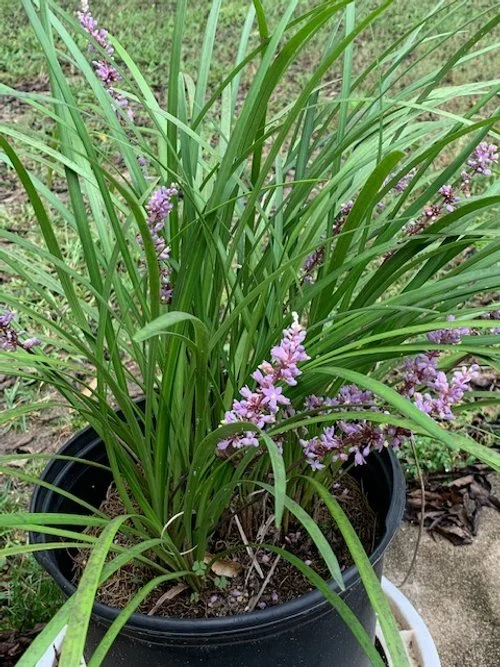 Liriope ‘Big Blue’