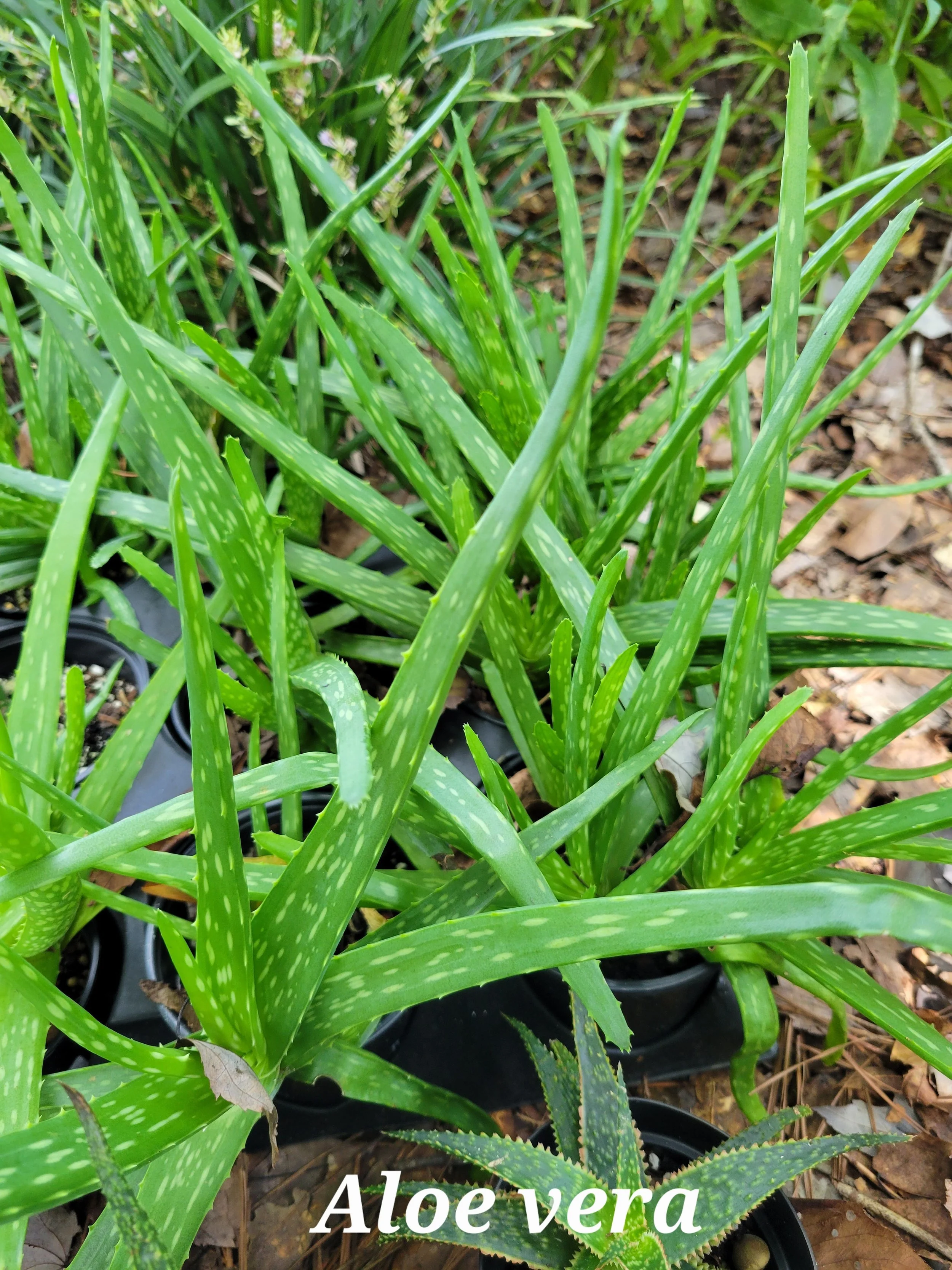 Aloe+vera3.jpg