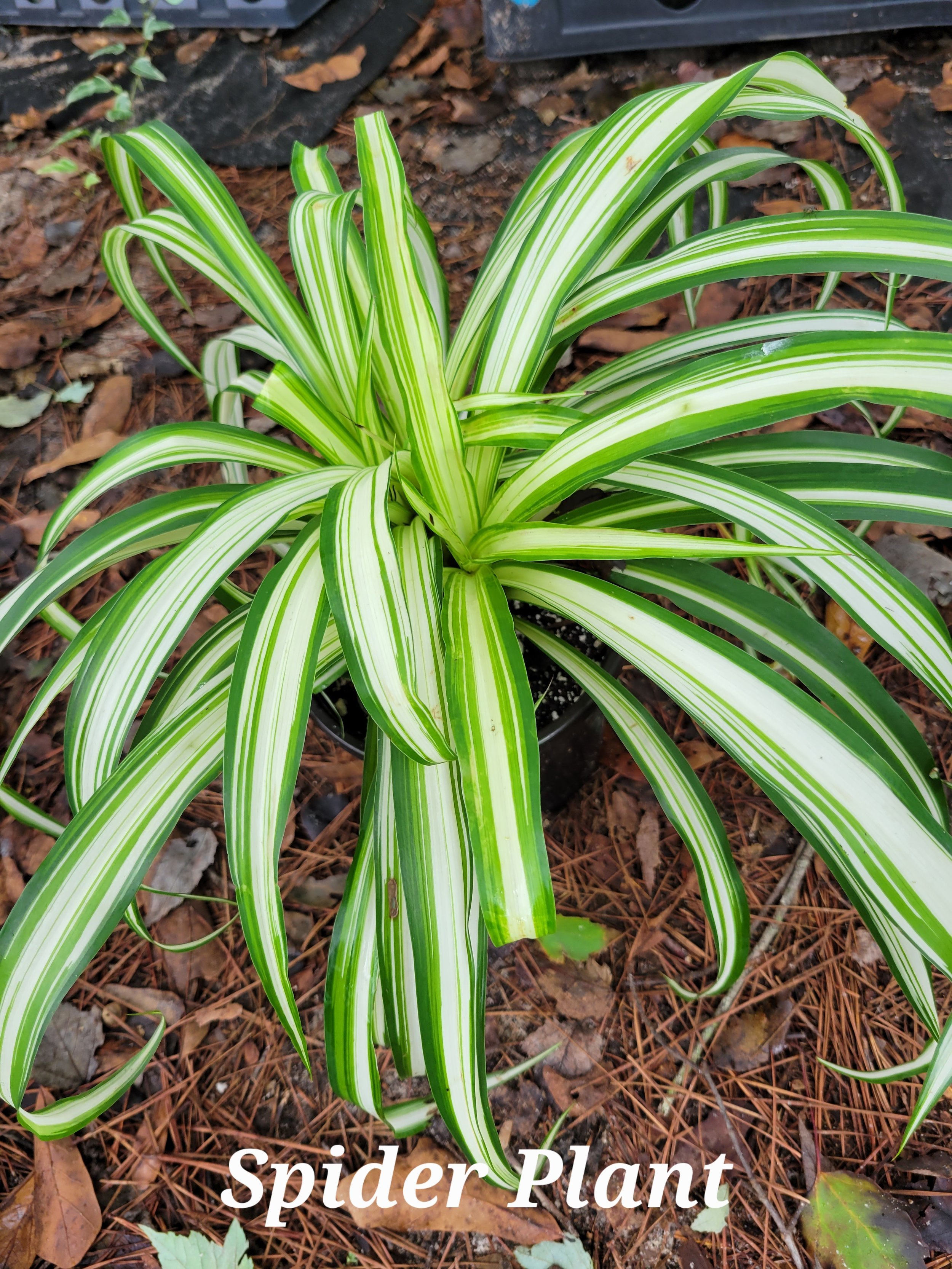 Spider Plant