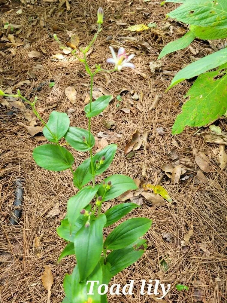 Toad+Lily.jpeg