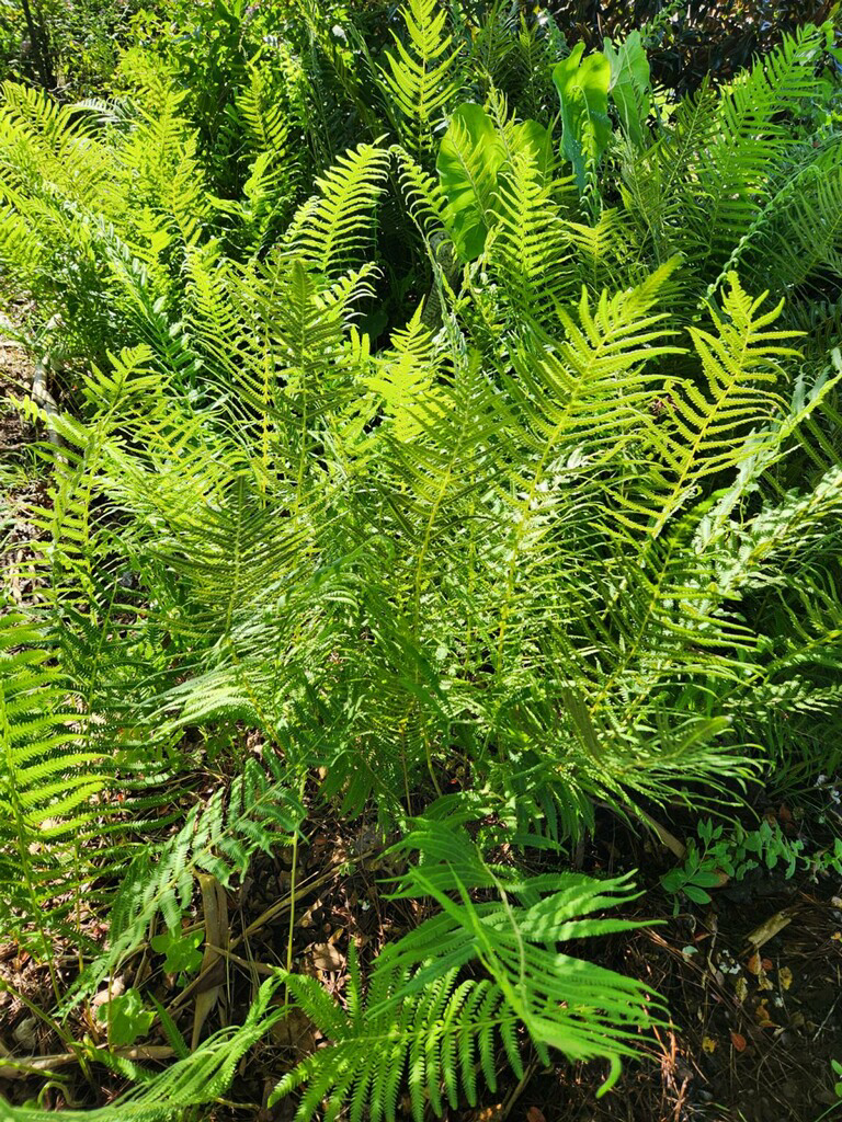 southern shield fern (3).png