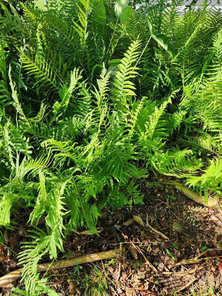 southern shield fern (2).png