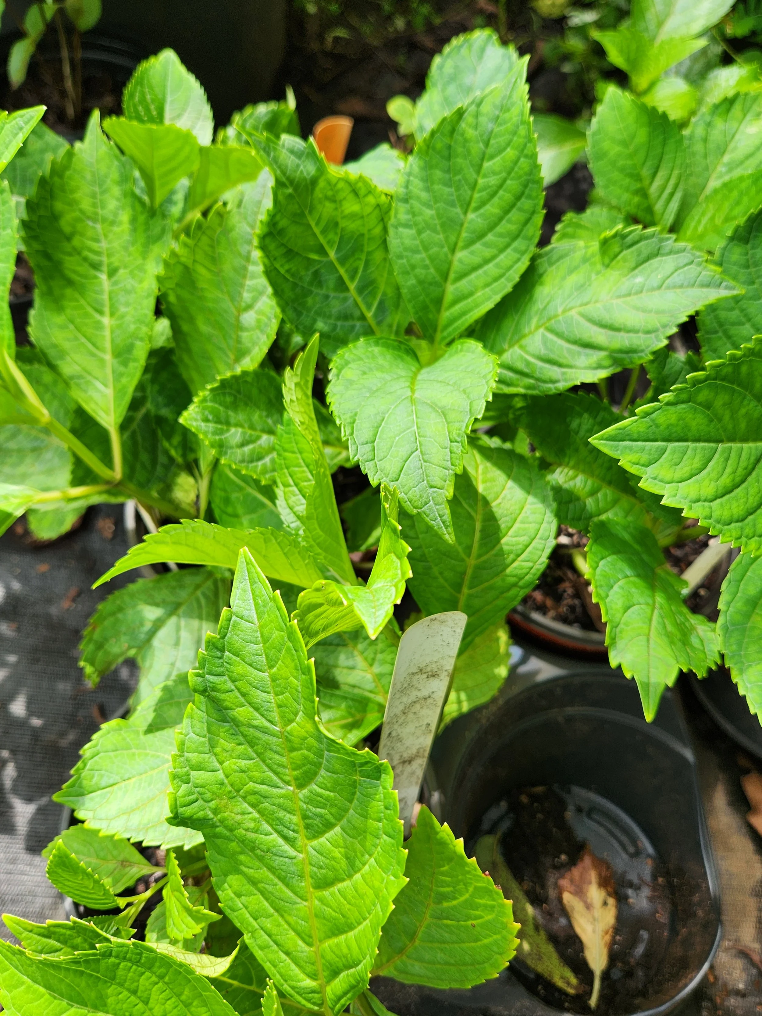Hydrangea 'Nikko Blue'